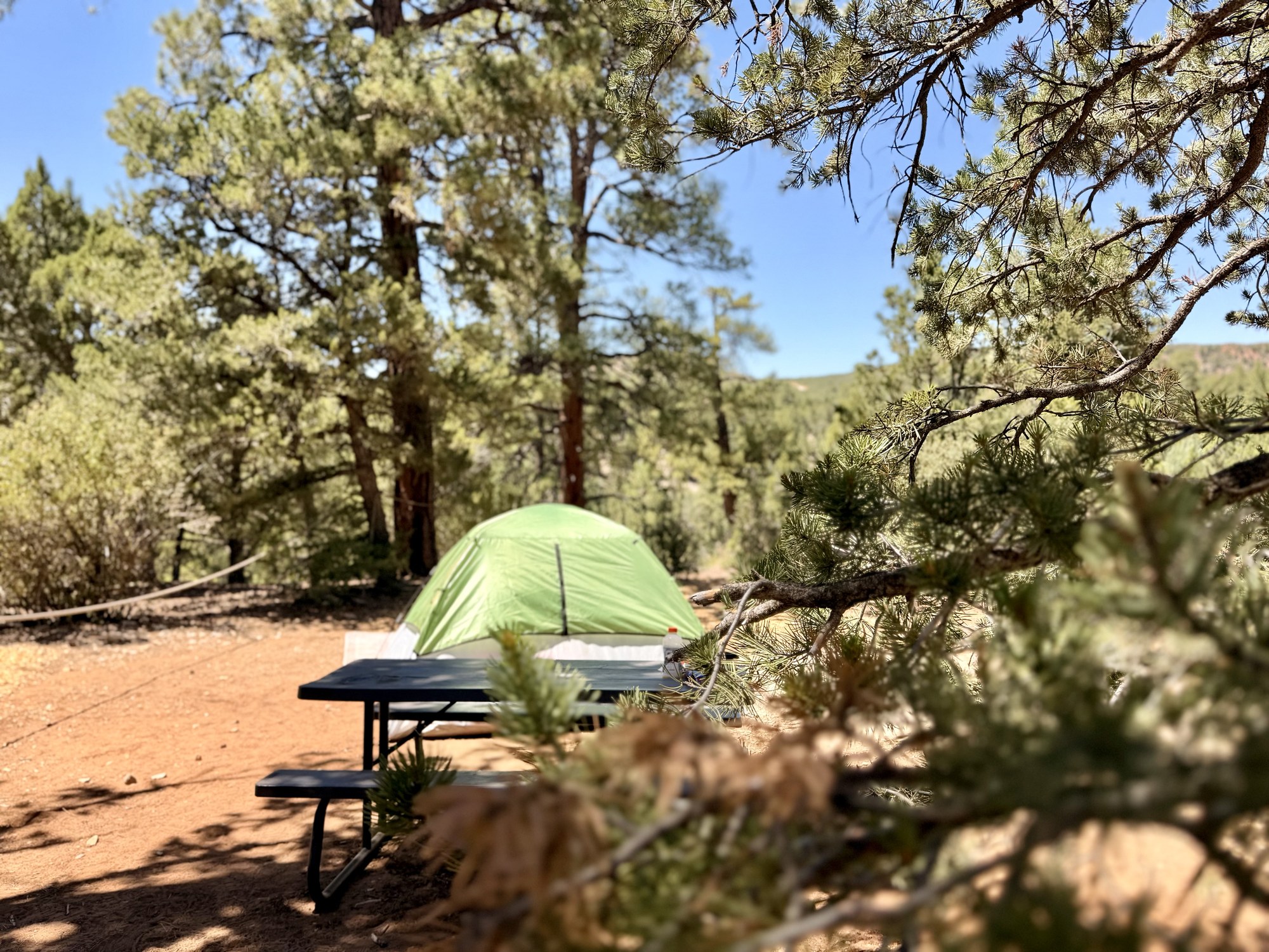 Green tent beside a picnic table among pine trees at Zion Ponderosa
